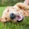 Dog rolling in grass